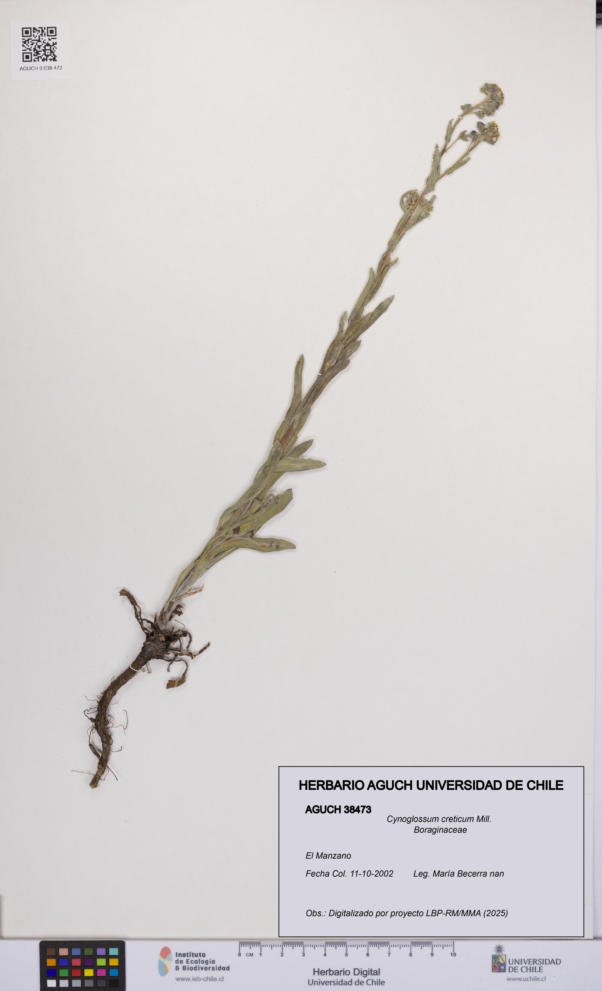 Cynoglossum creticum [Espécimen: UCH:AGUCH:0038473]