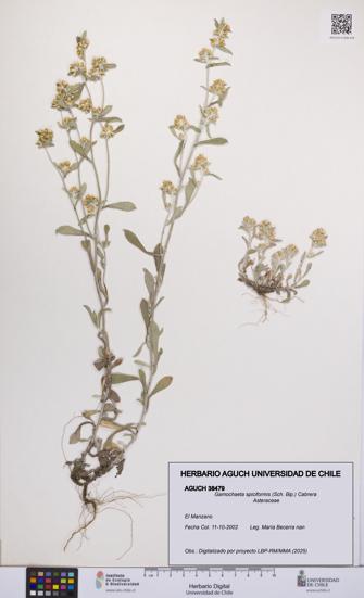 Gamochaeta spiciformis [Espécimen: UCH:AGUCH:0038479]