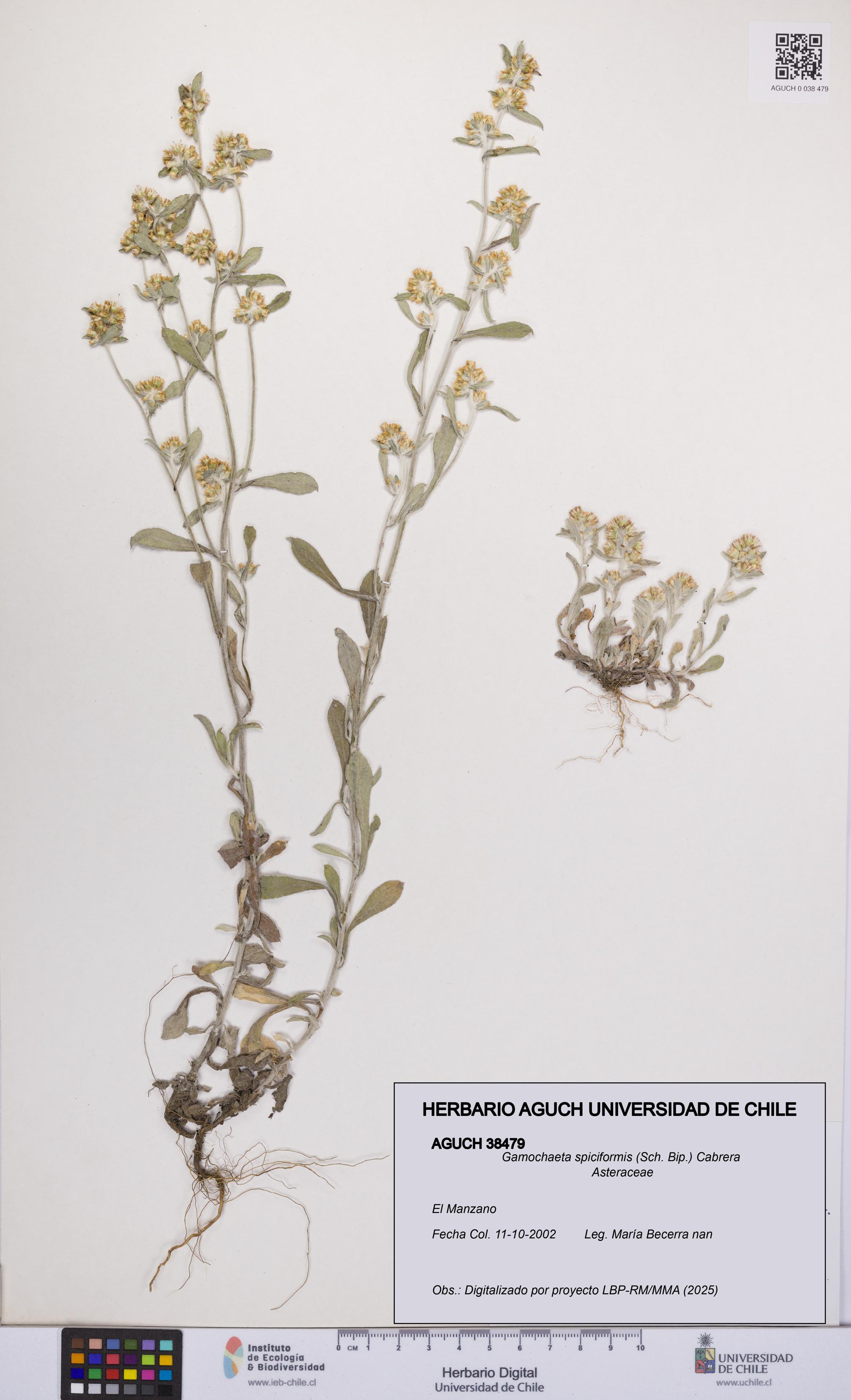 Gamochaeta spiciformis [Espécimen: UCH:AGUCH:0038479]