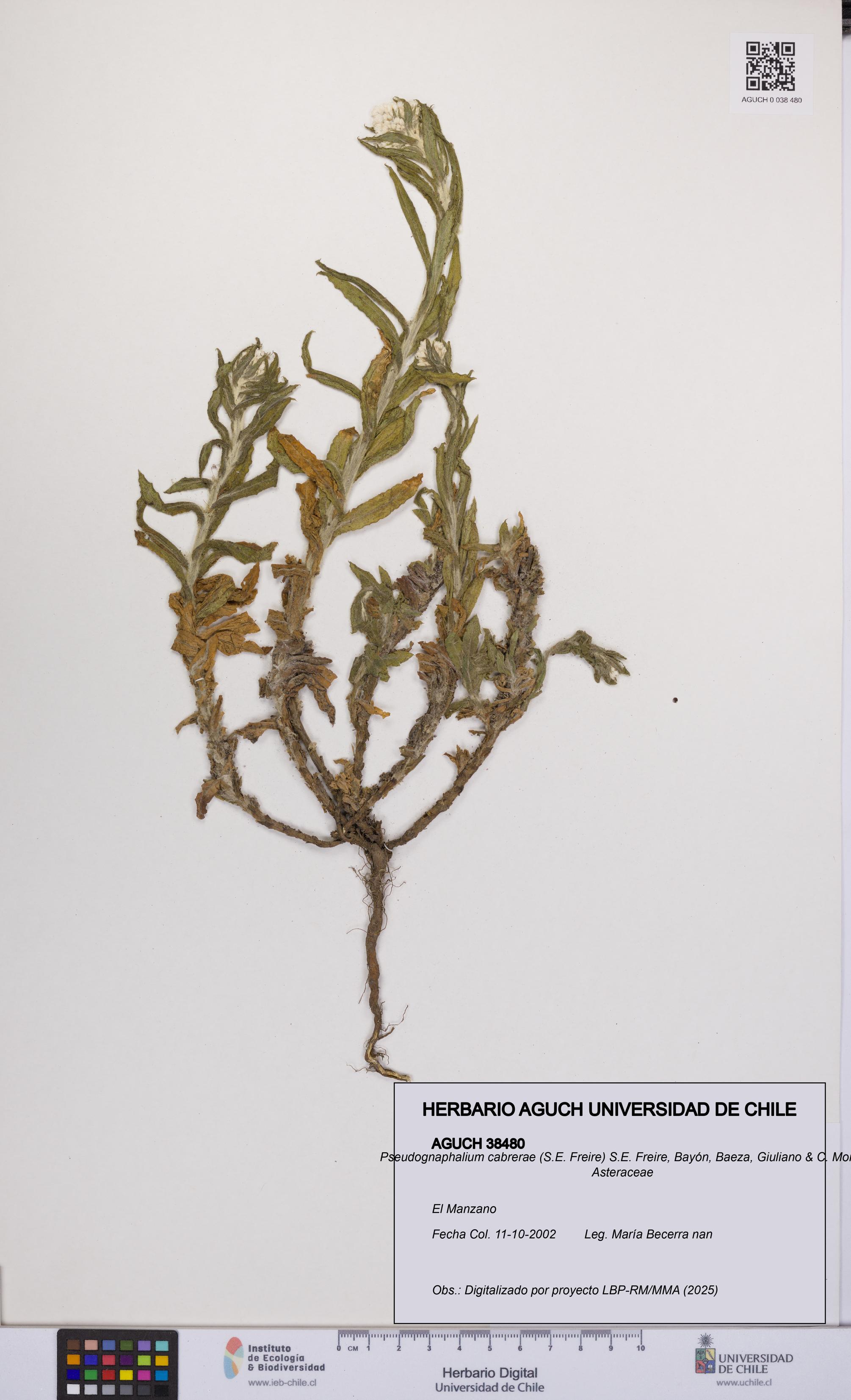 Pseudognaphalium cabrerae [Espécimen: UCH:AGUCH:0038480]