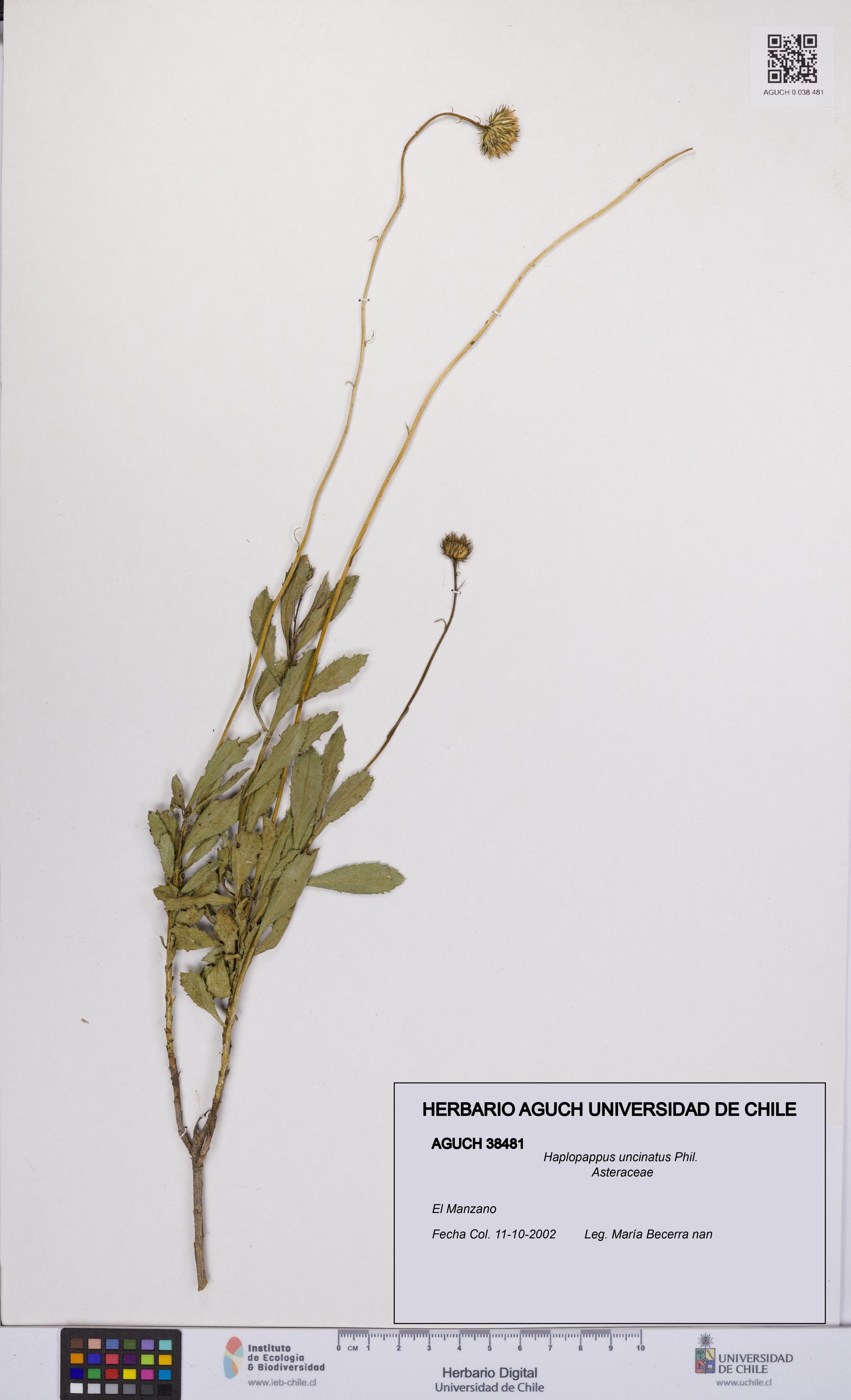 Haplopappus uncinatus [Espécimen: UCH:AGUCH:0038481]