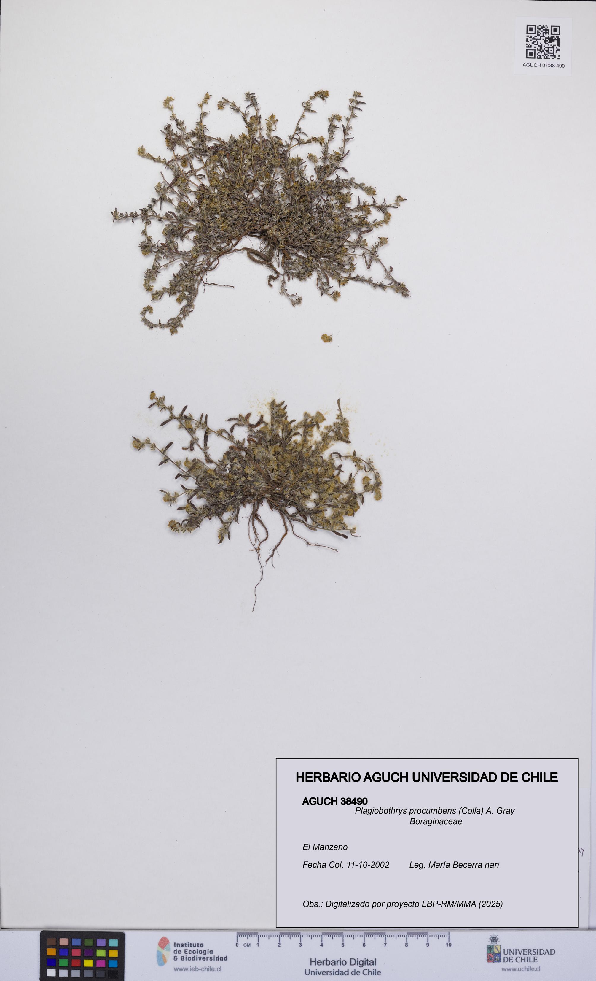 Plagiobothrys procumbens [Espécimen: UCH:AGUCH:0038490]