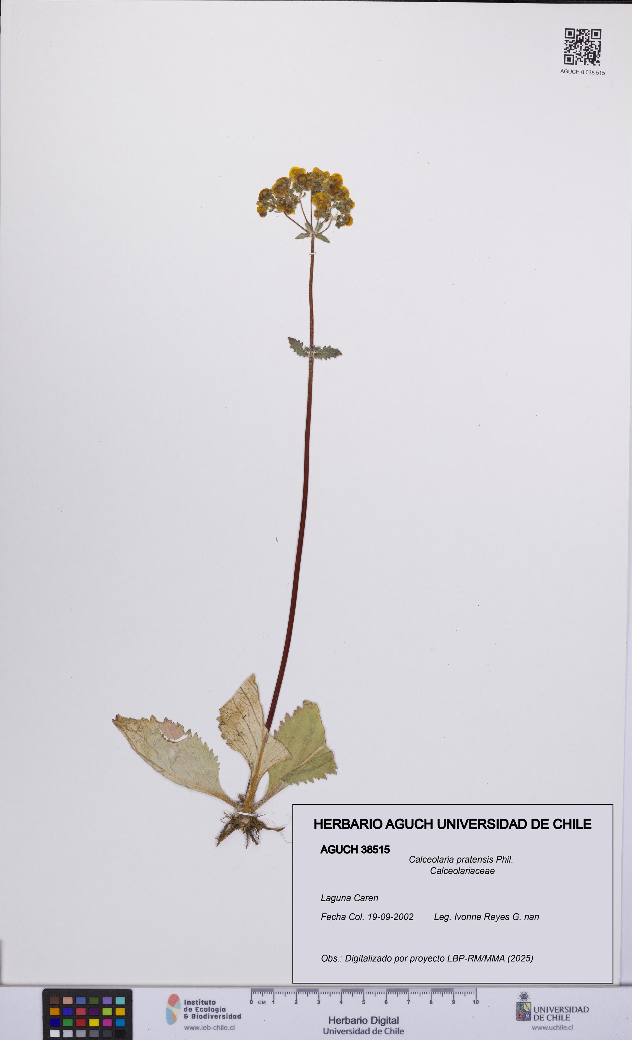 Calceolaria pratensis [Espécimen: UCH:AGUCH:0038515]