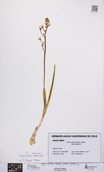 Oziroe arida [Espécimen: UCH:AGUCH:0038516]