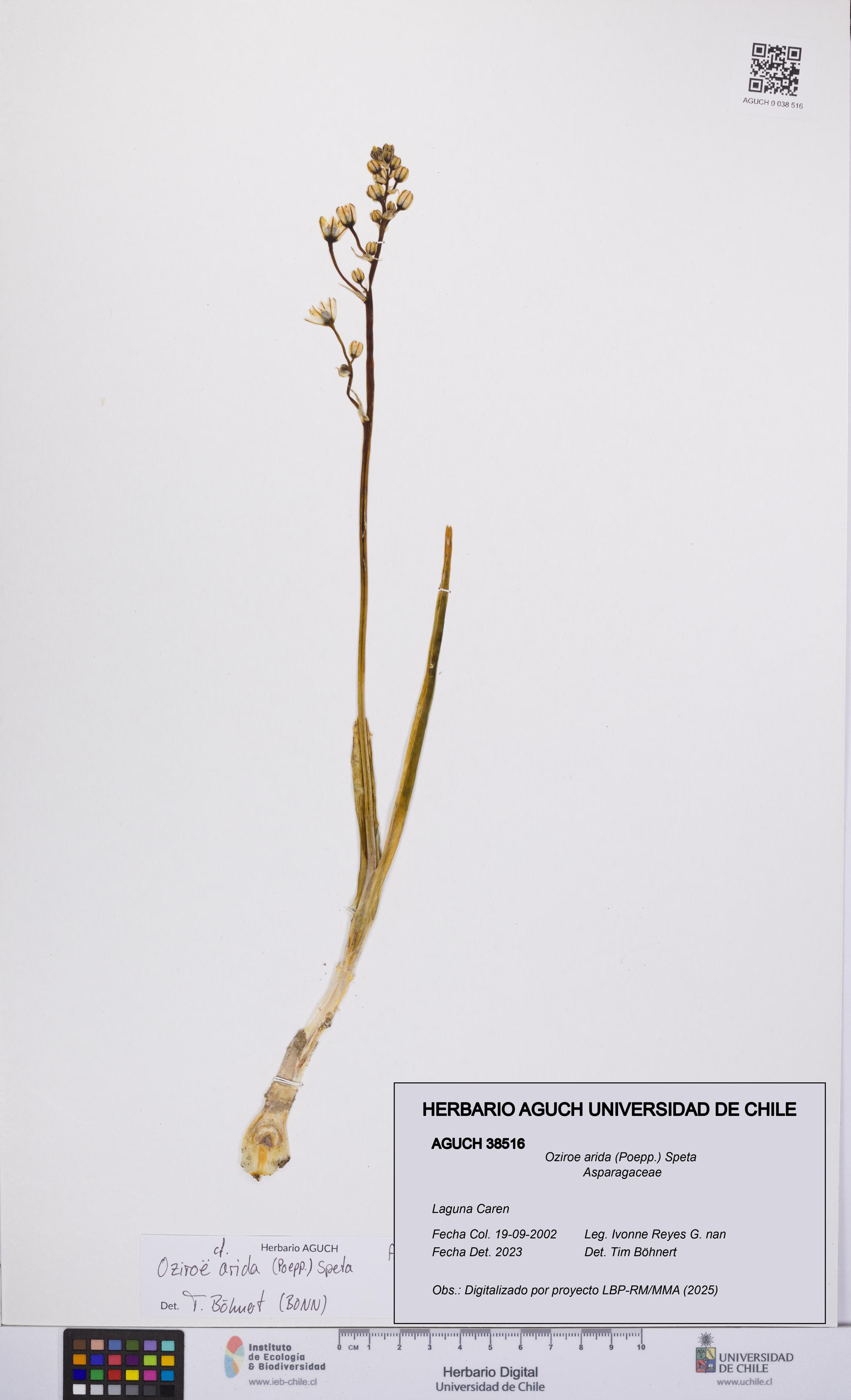 Oziroe arida [Espécimen: UCH:AGUCH:0038516]