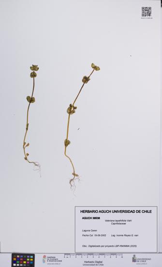 Valeriana lapathifolia [Espécimen: UCH:AGUCH:0038538]