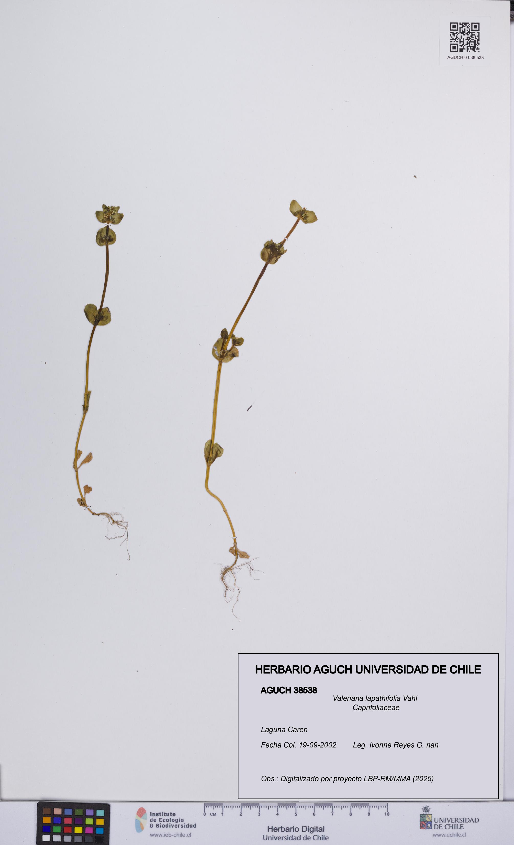 Valeriana lapathifolia [Espécimen: UCH:AGUCH:0038538]