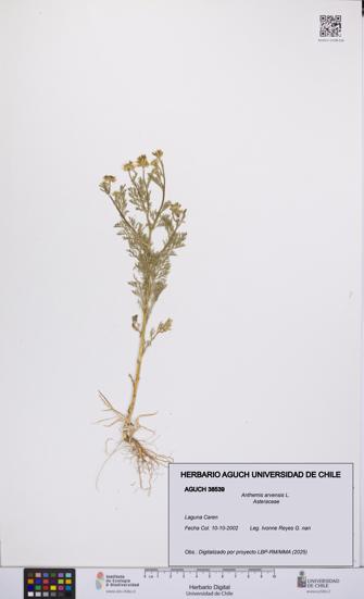 Anthemis arvensis [Espécimen: UCH:AGUCH:0038539]