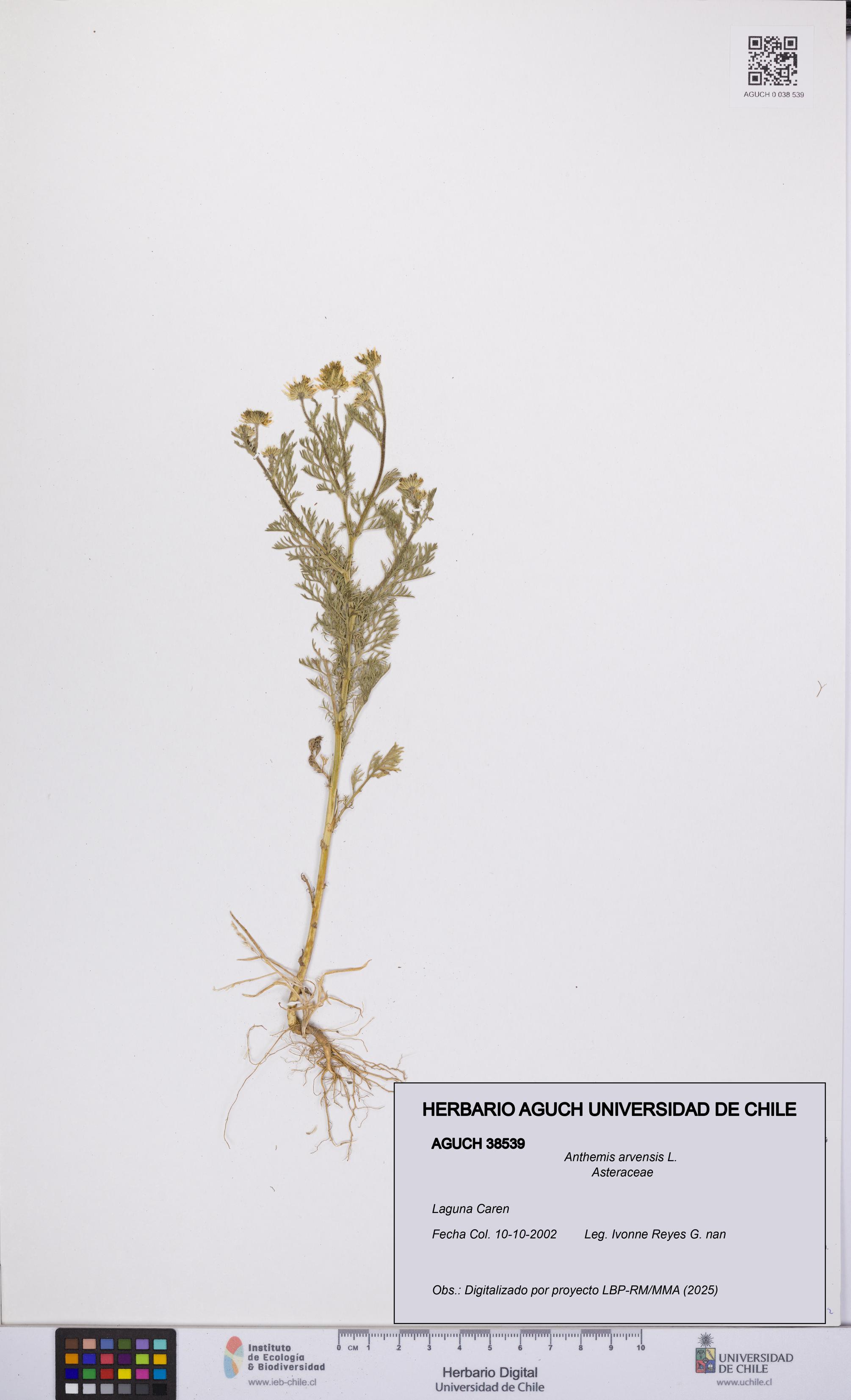 Anthemis arvensis [Espécimen: UCH:AGUCH:0038539]