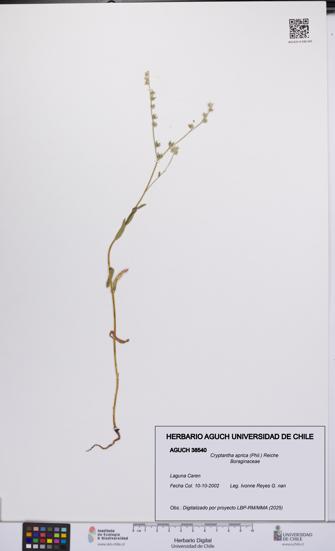 Cryptantha aprica [Espécimen: UCH:AGUCH:0038540]