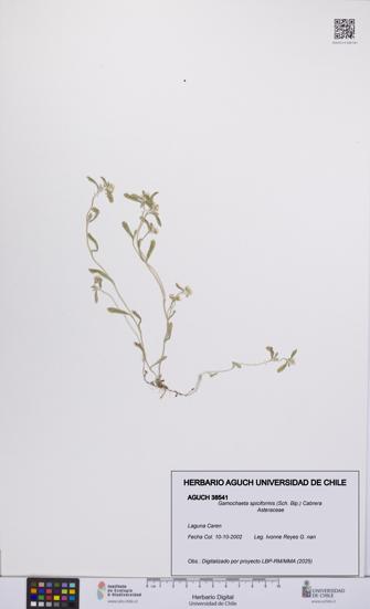 Gamochaeta spiciformis [Espécimen: UCH:AGUCH:0038541]