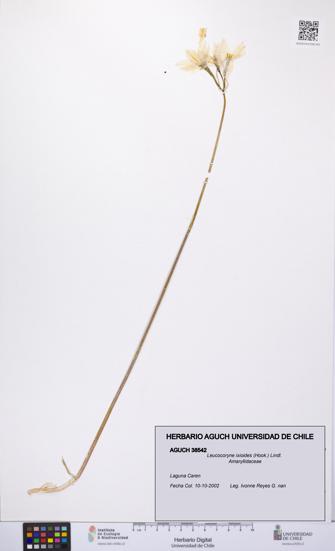 Leucocoryne ixioides [Espécimen: UCH:AGUCH:0038542]