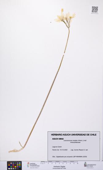 Leucocoryne ixioides [Espécimen: UCH:AGUCH:0038542]