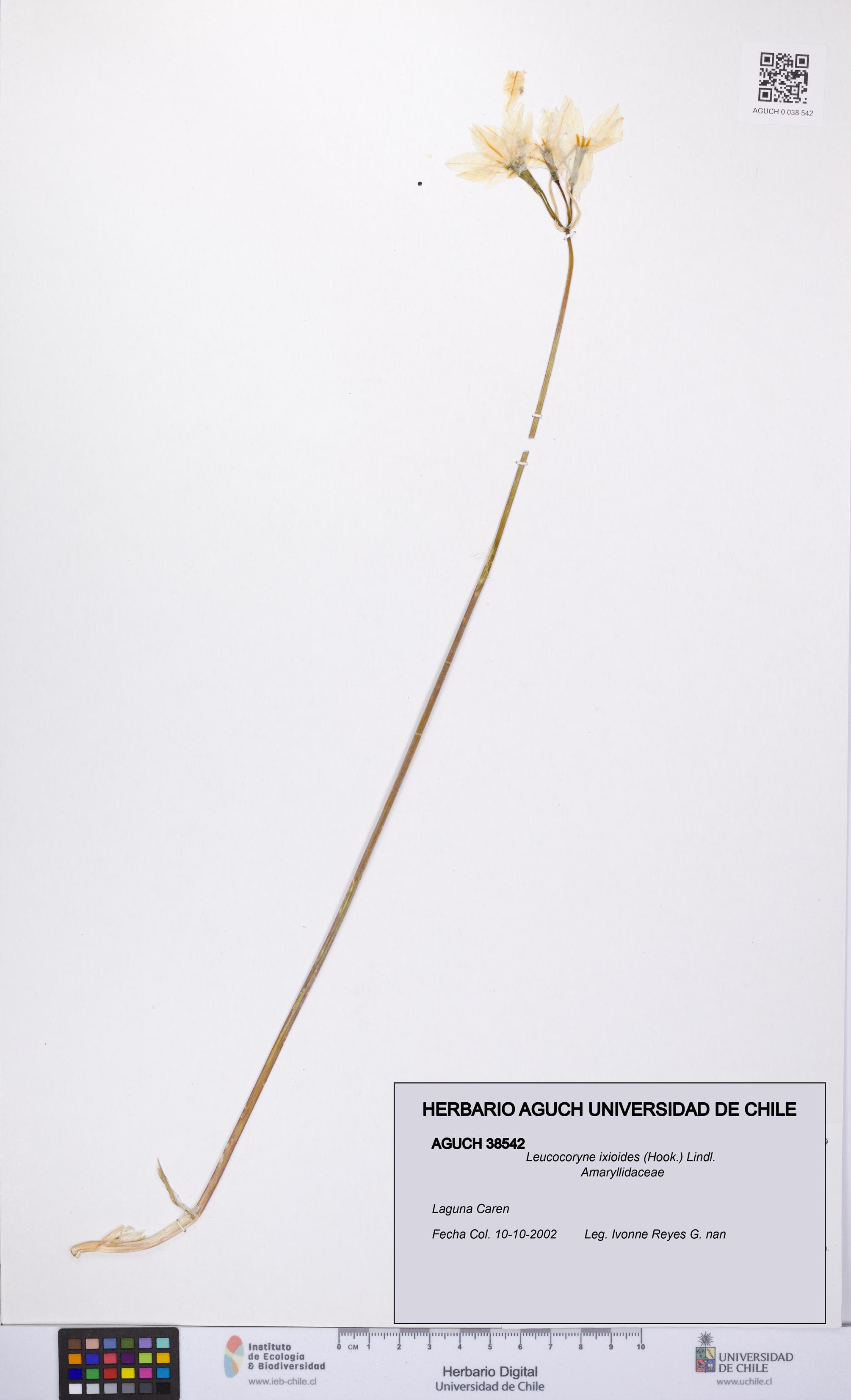 Leucocoryne ixioides [Espécimen: UCH:AGUCH:0038542]