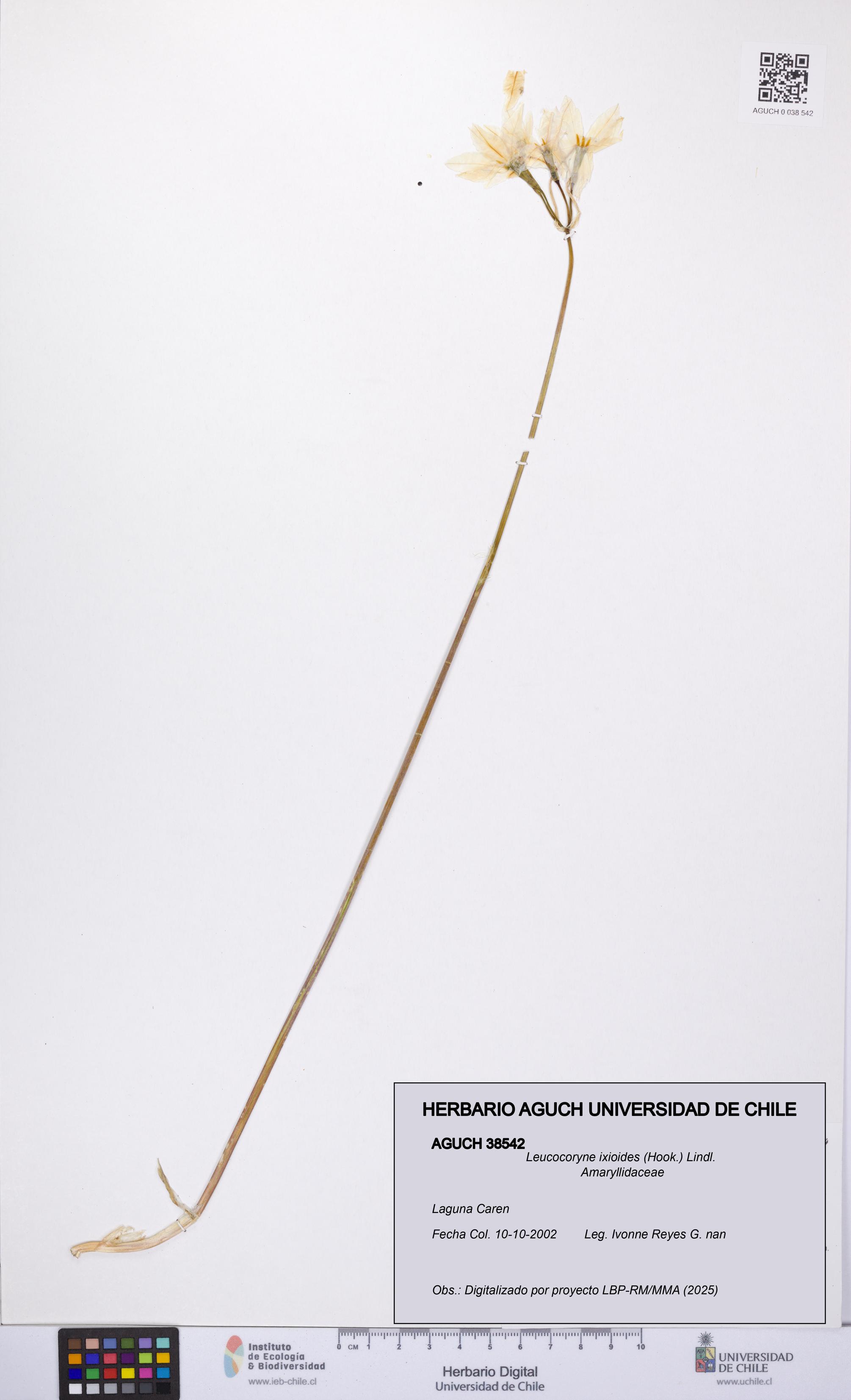 Leucocoryne ixioides [Espécimen: UCH:AGUCH:0038542]