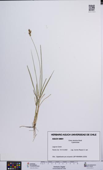 Carex decidua [Espécimen: UCH:AGUCH:0038551]