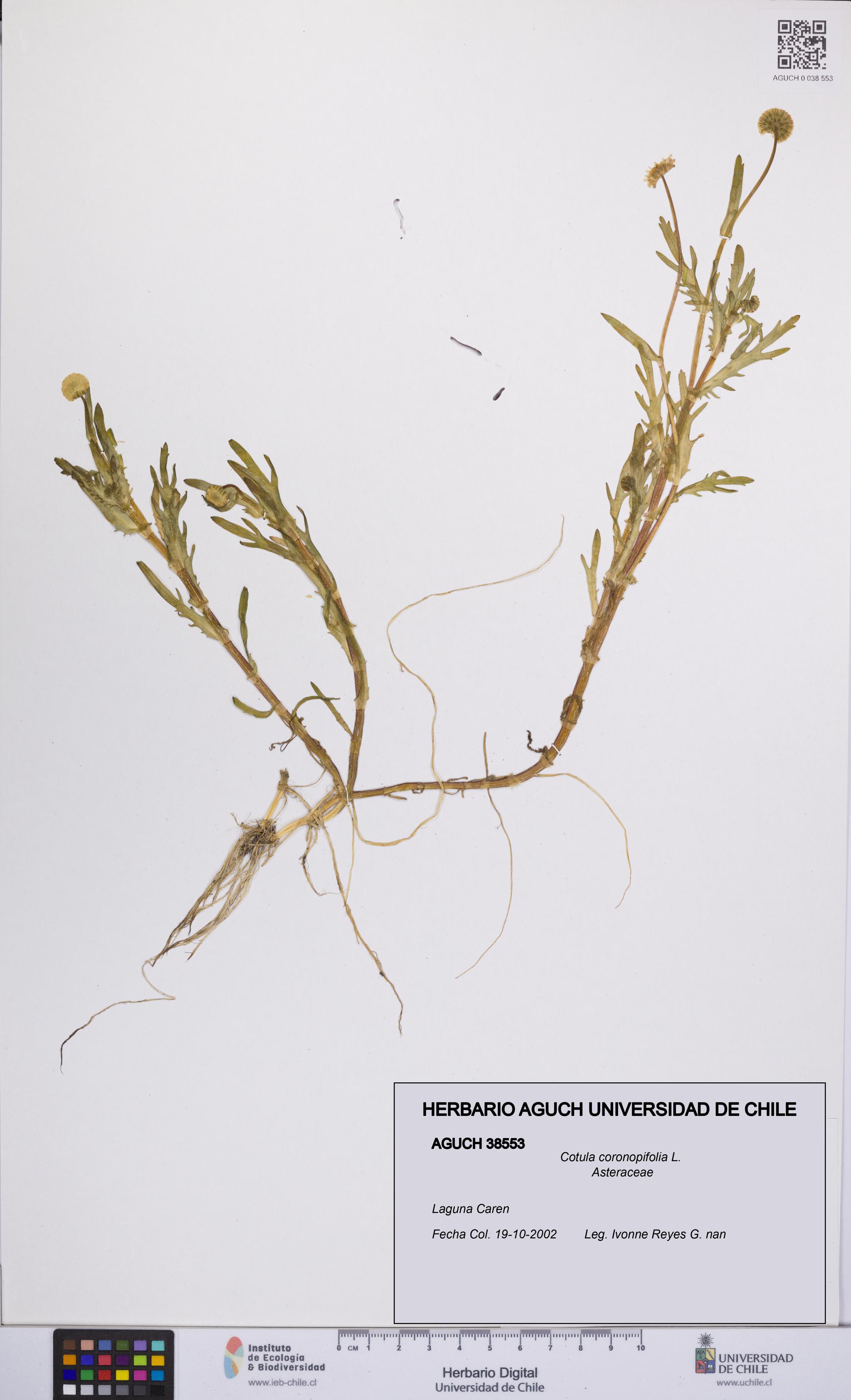 Cotula coronopifolia [Espécimen: UCH:AGUCH:0038553]