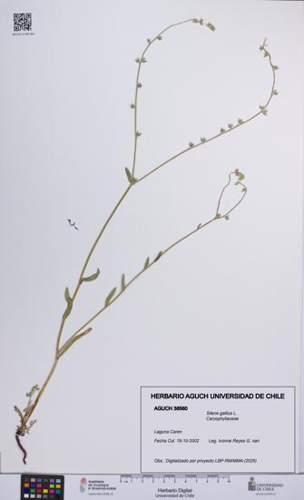 Silene gallica [Espécimen: UCH:AGUCH:0038560]