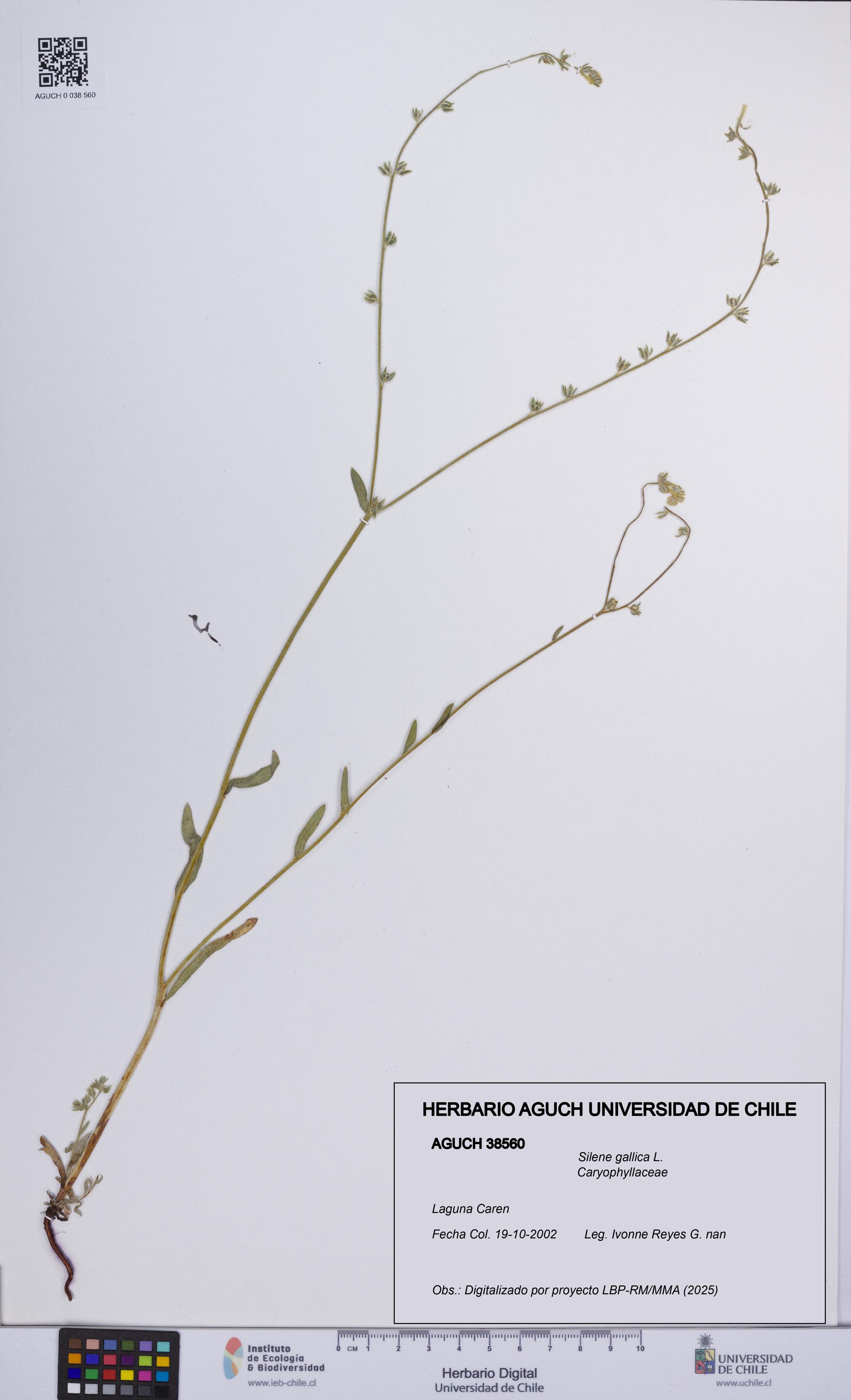 Silene gallica [Espécimen: UCH:AGUCH:0038560]