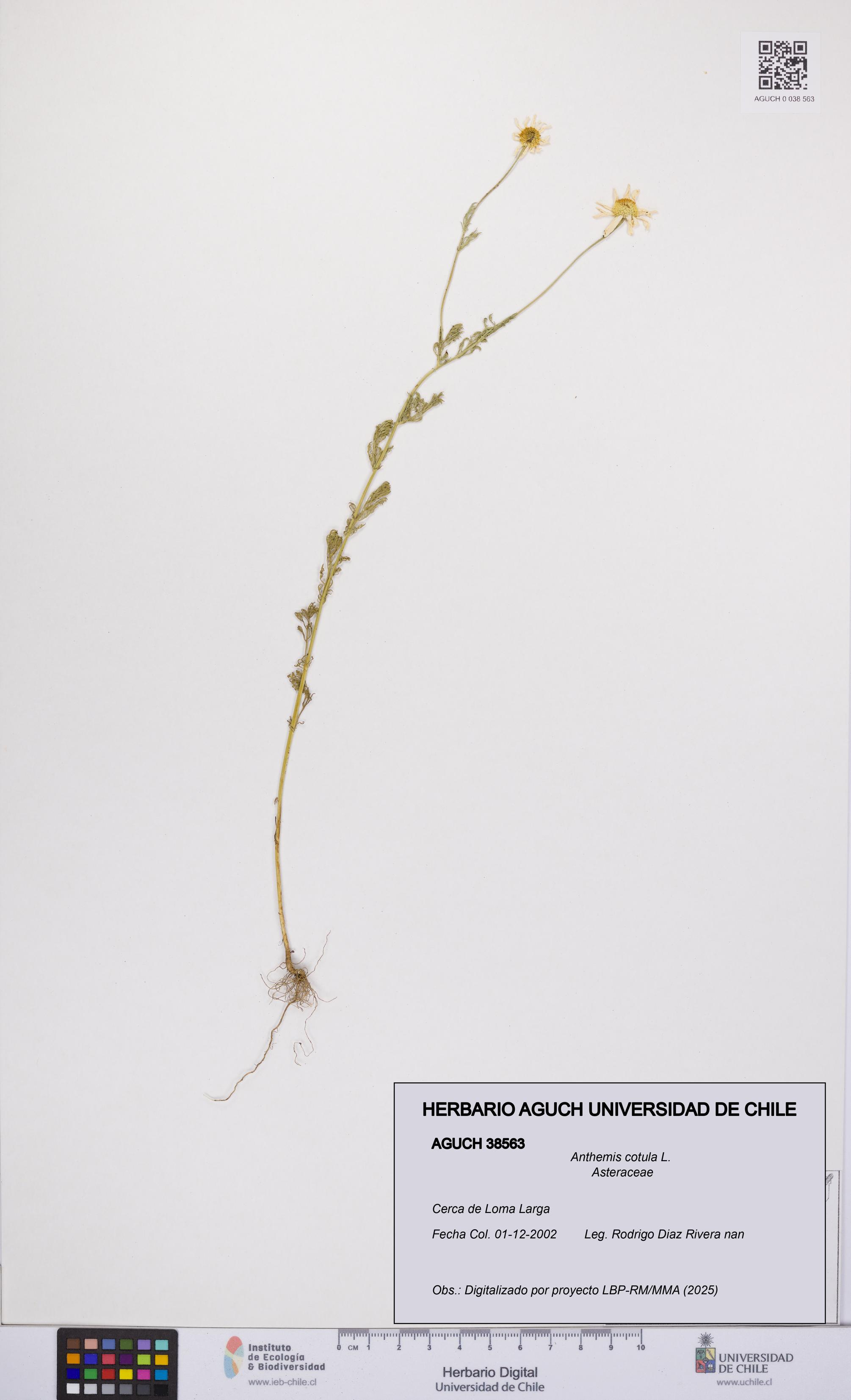 Anthemis cotula [Espécimen: UCH:AGUCH:0038563]