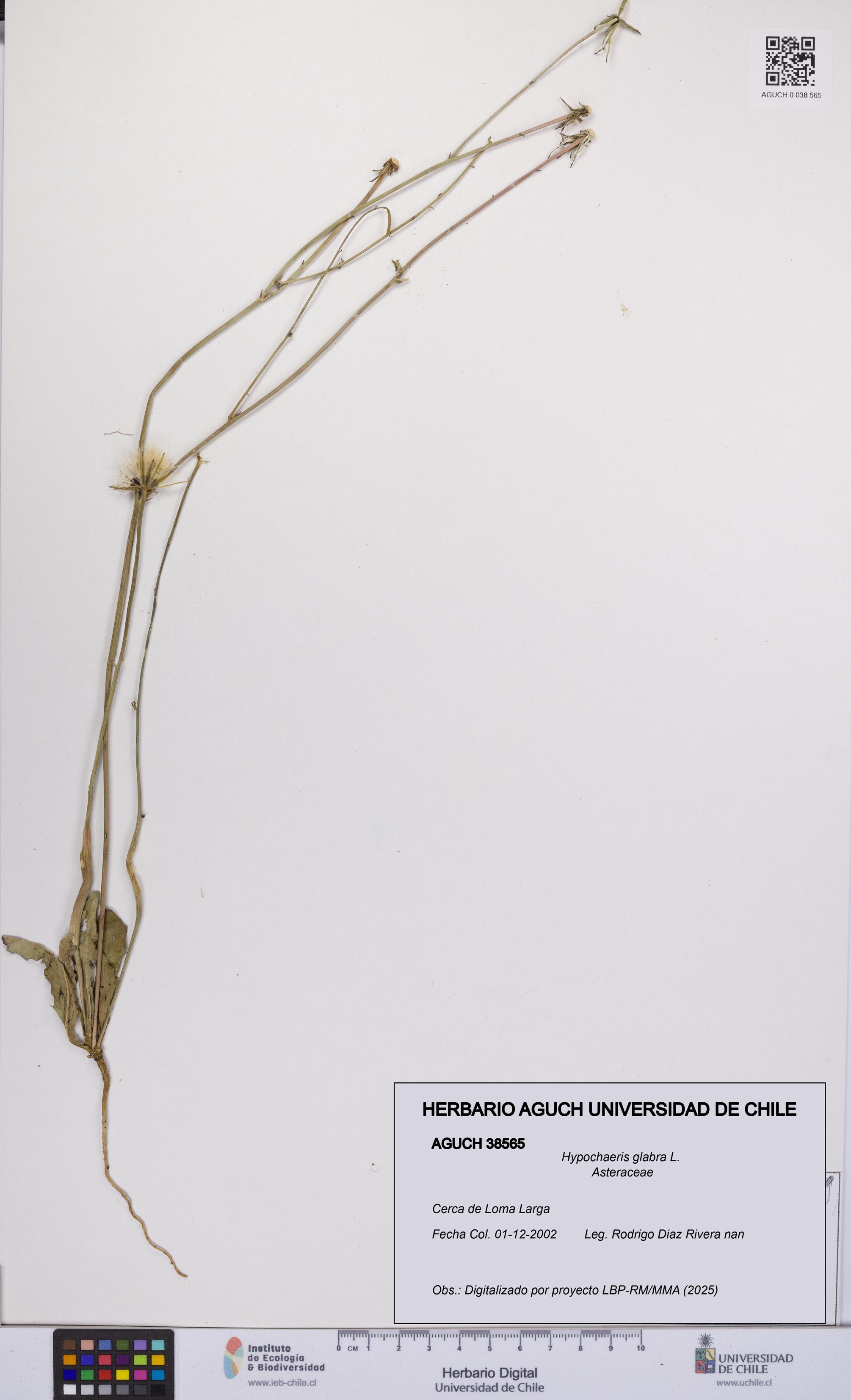 Hypochaeris glabra [Espécimen: UCH:AGUCH:0038565]