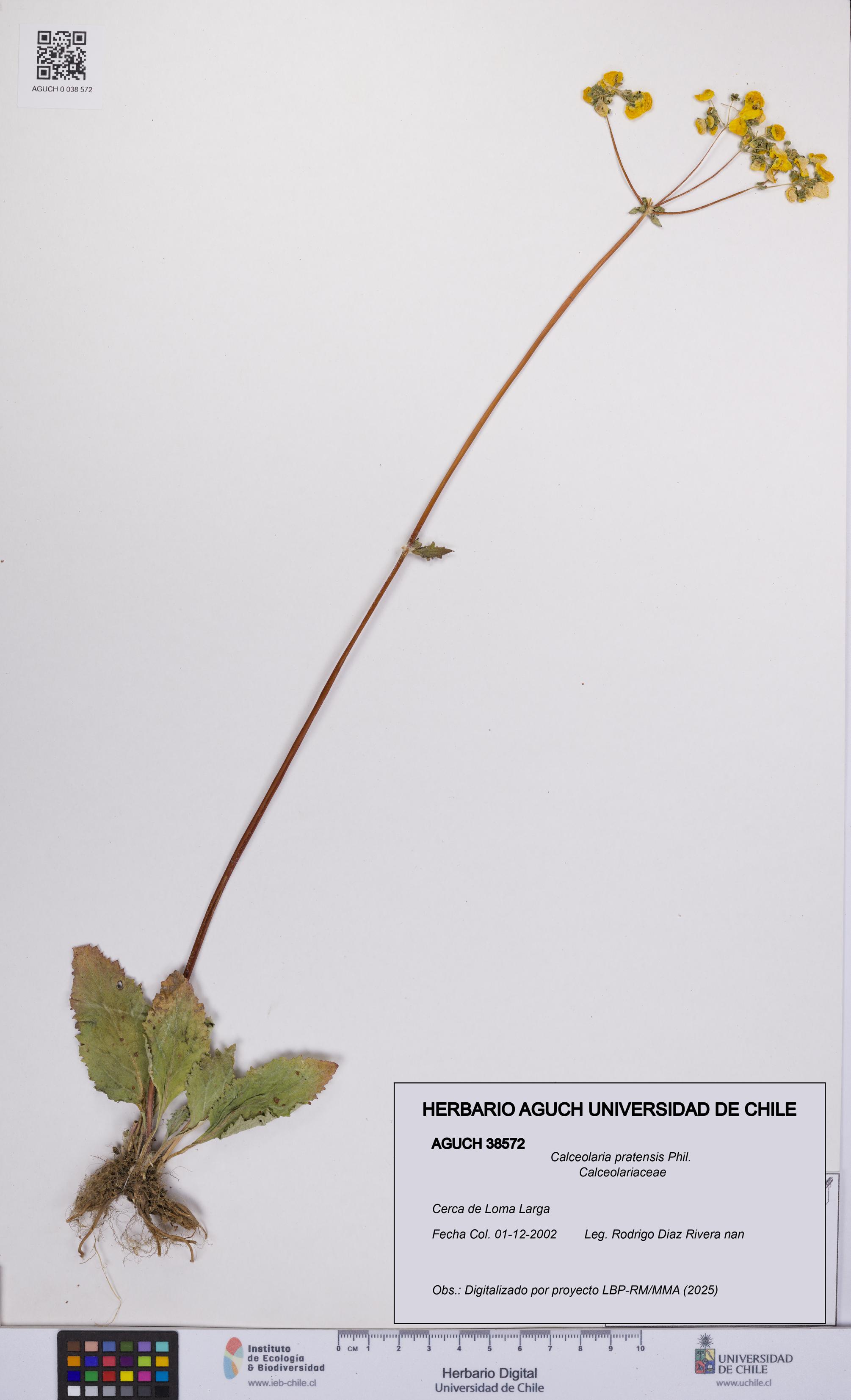 Calceolaria pratensis [Espécimen: UCH:AGUCH:0038572]