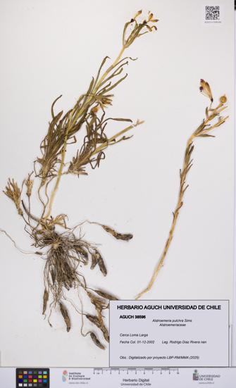 Alstroemeria pulchra [Espécimen: UCH:AGUCH:0038596]