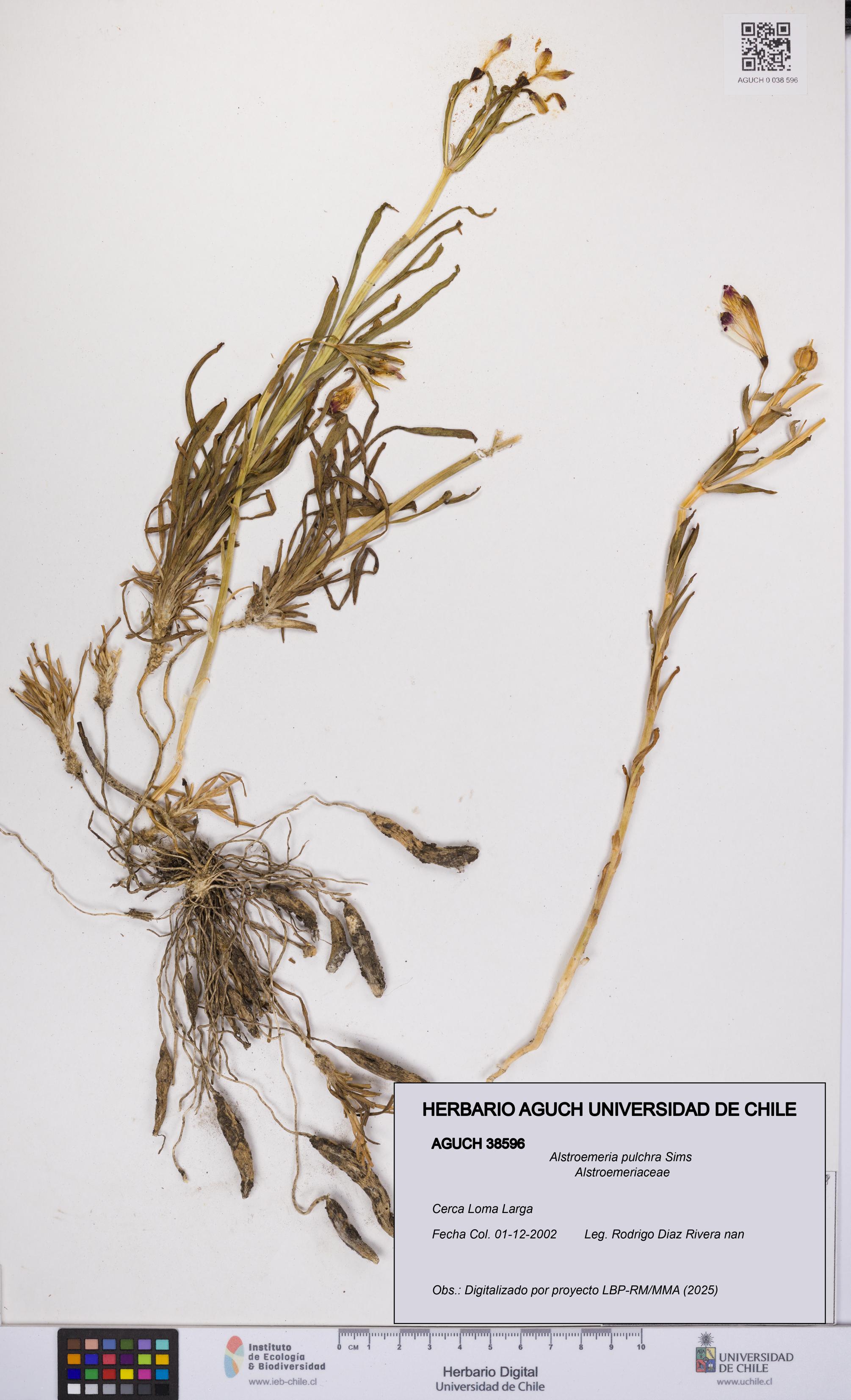 Alstroemeria pulchra [Espécimen: UCH:AGUCH:0038596]