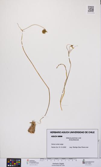 Gilliesia graminea [Espécimen: UCH:AGUCH:0038598]