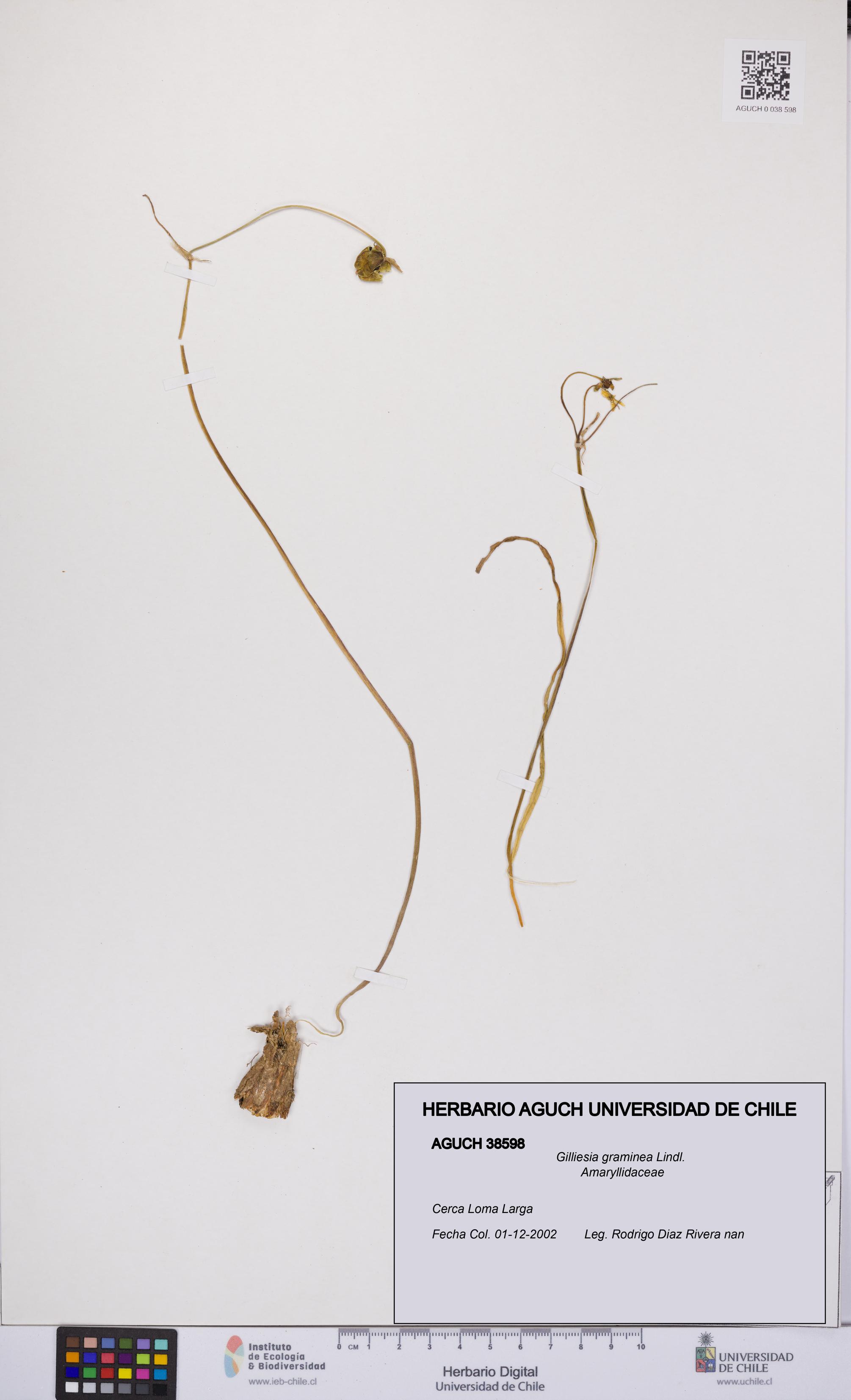 Gilliesia graminea [Espécimen: UCH:AGUCH:0038598]