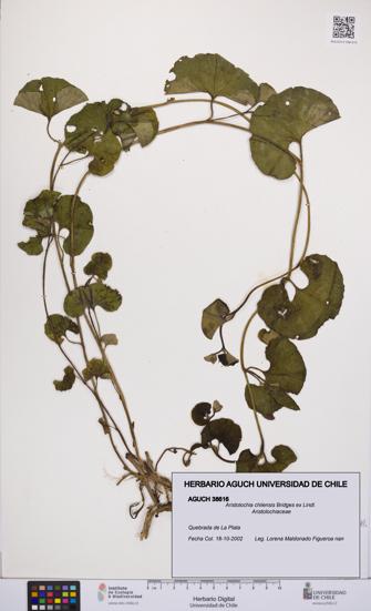 Aristolochia chilensis [Espécimen: UCH:AGUCH:0038616]