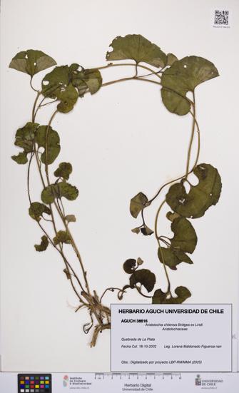 Aristolochia chilensis [Espécimen: UCH:AGUCH:0038616]