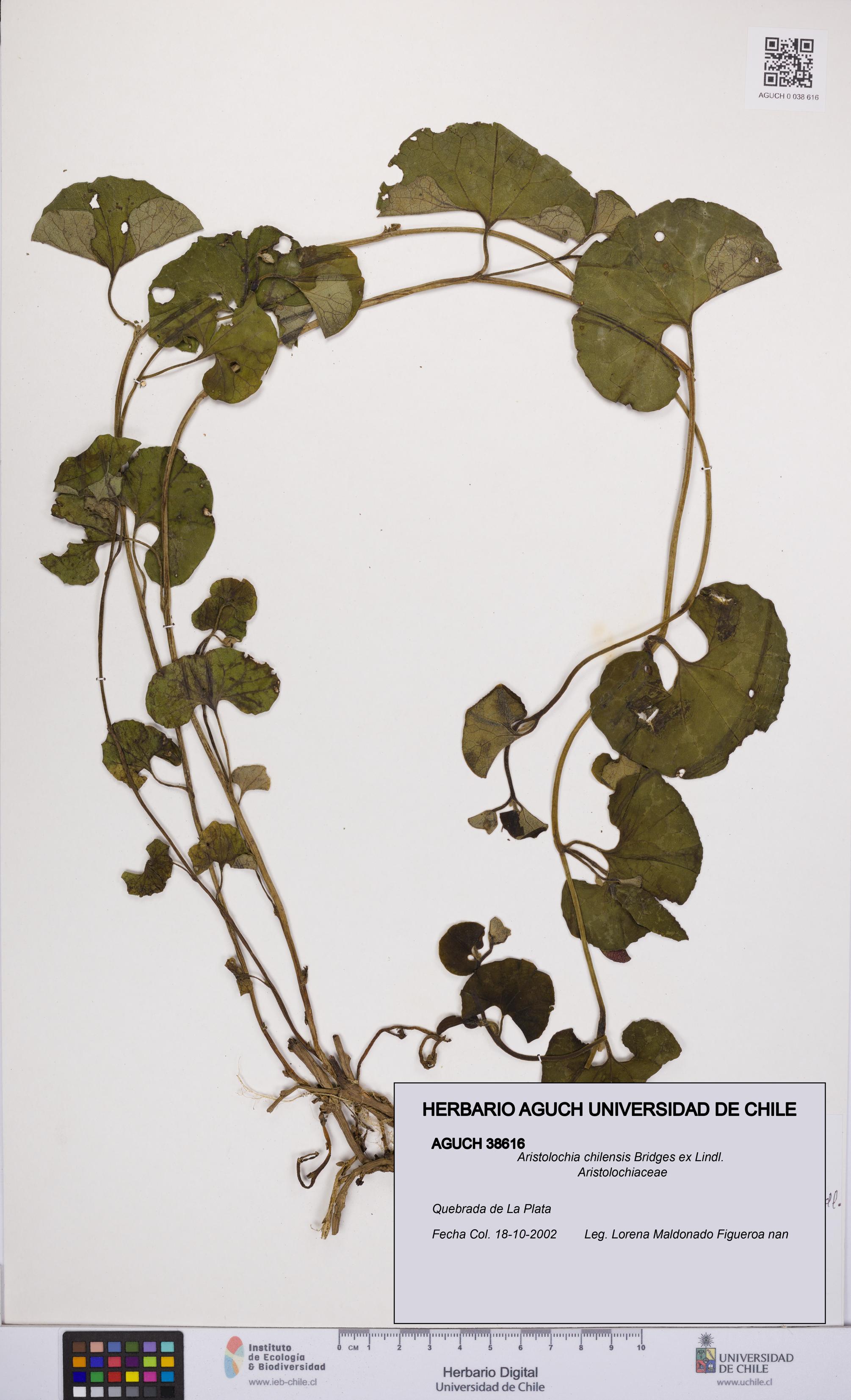 Aristolochia chilensis [Espécimen: UCH:AGUCH:0038616]