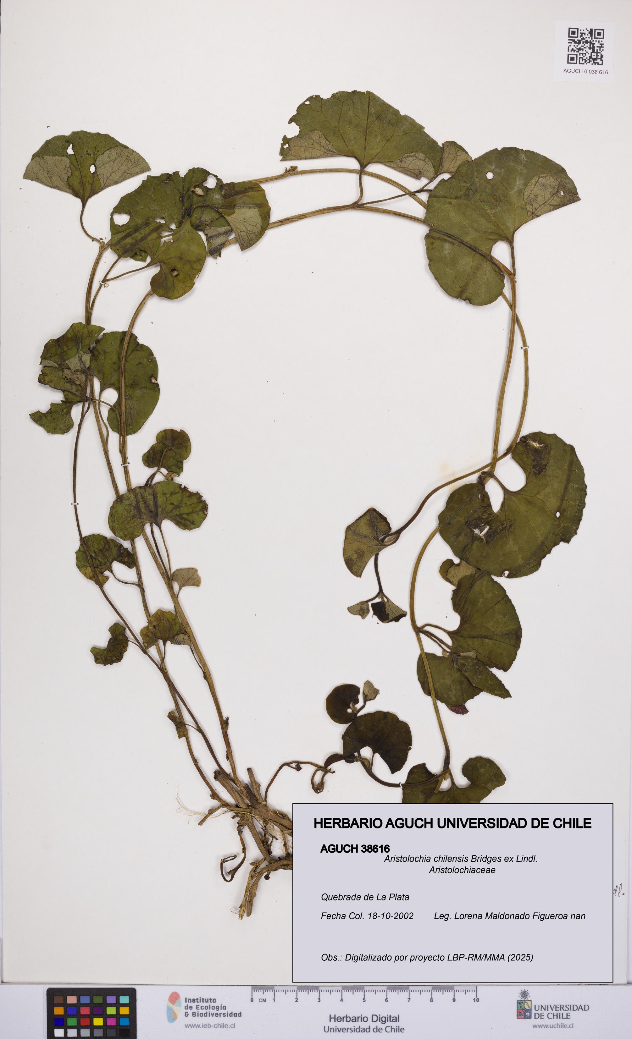 Aristolochia chilensis [Espécimen: UCH:AGUCH:0038616]