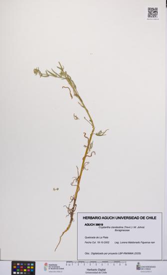 Cryptantha clandestina [Espécimen: UCH:AGUCH:0038619]