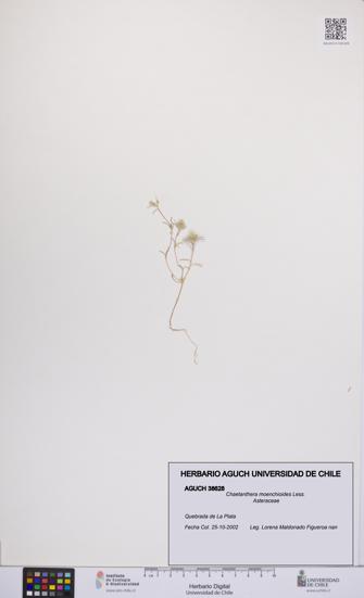 Chaetanthera moenchioides [Espécimen: UCH:AGUCH:0038628]