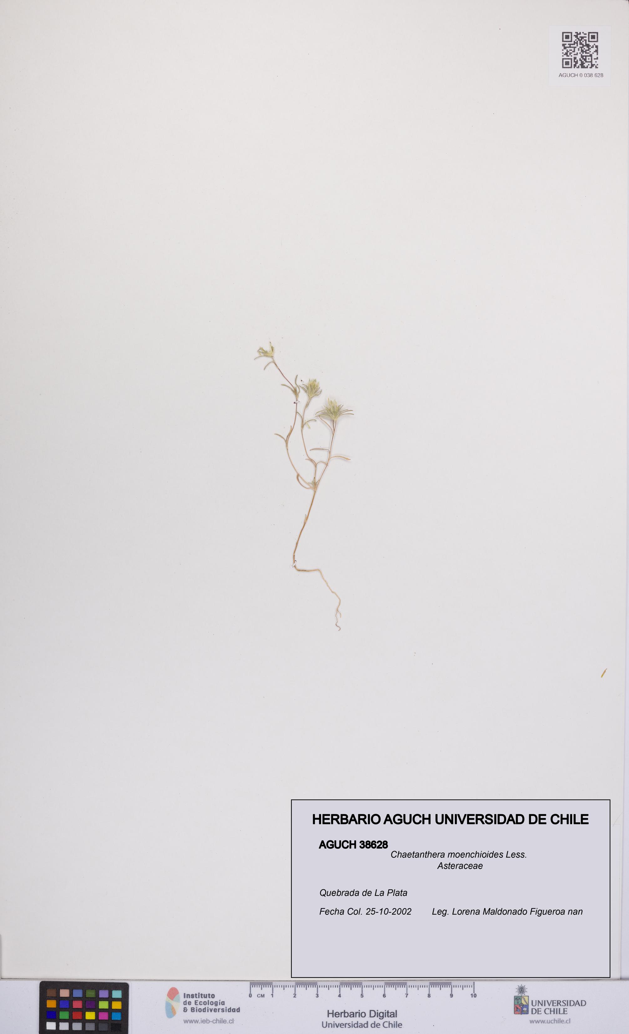 Chaetanthera moenchioides [Espécimen: UCH:AGUCH:0038628]