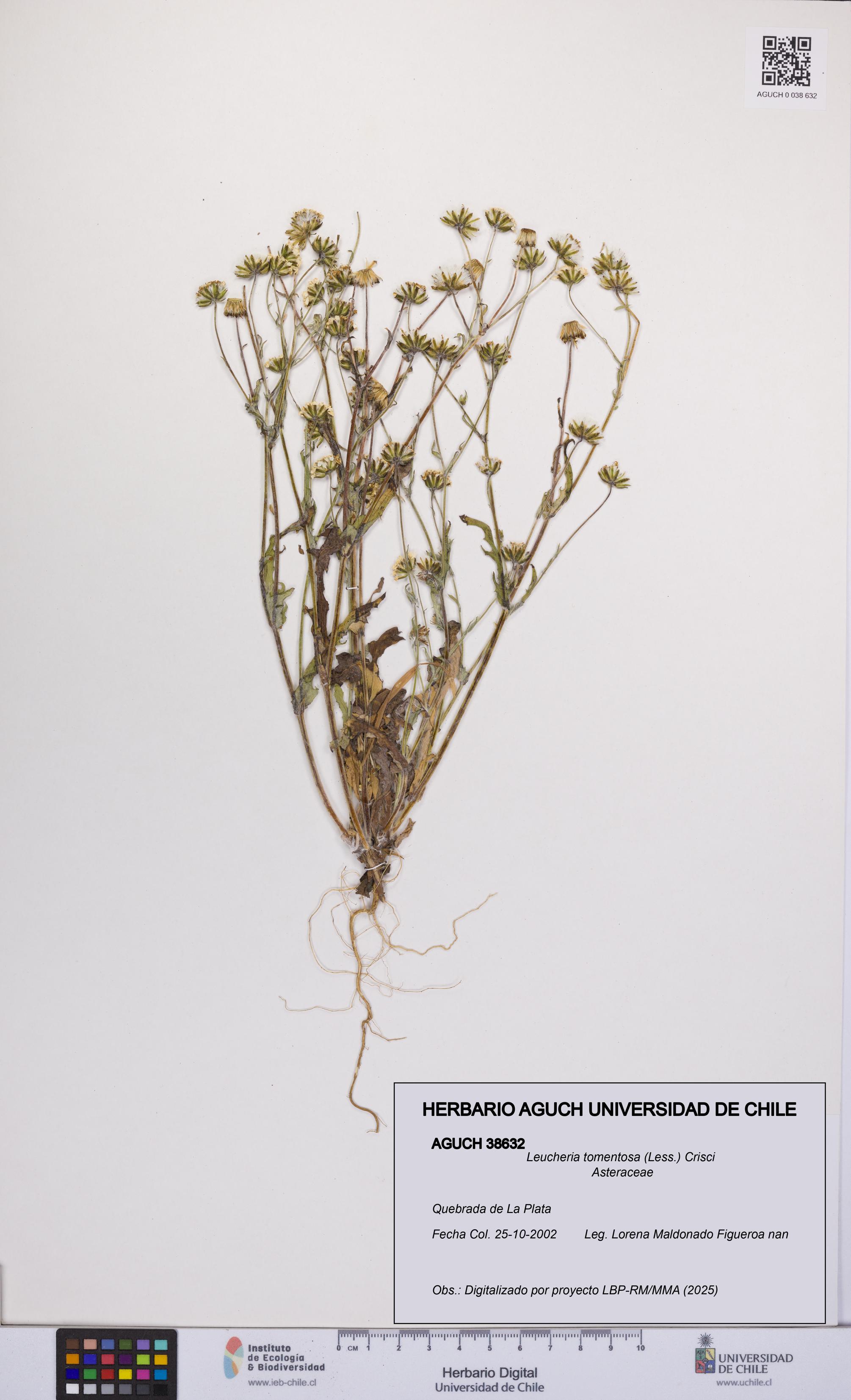 Leucheria tomentosa [Espécimen: UCH:AGUCH:0038632]