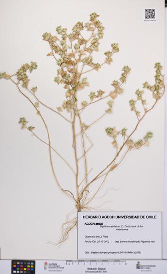 Triptilion capillatum [Espécimen: UCH:AGUCH:0038635]