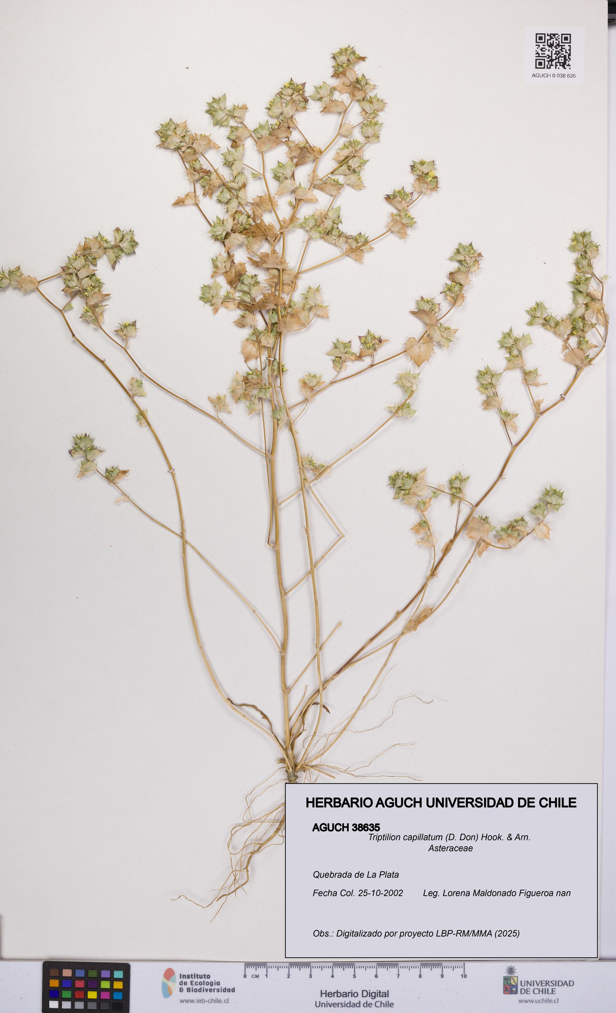 Triptilion capillatum [Espécimen: UCH:AGUCH:0038635]