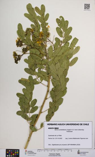 Senna candolleana [Espécimen: UCH:AGUCH:0038640]