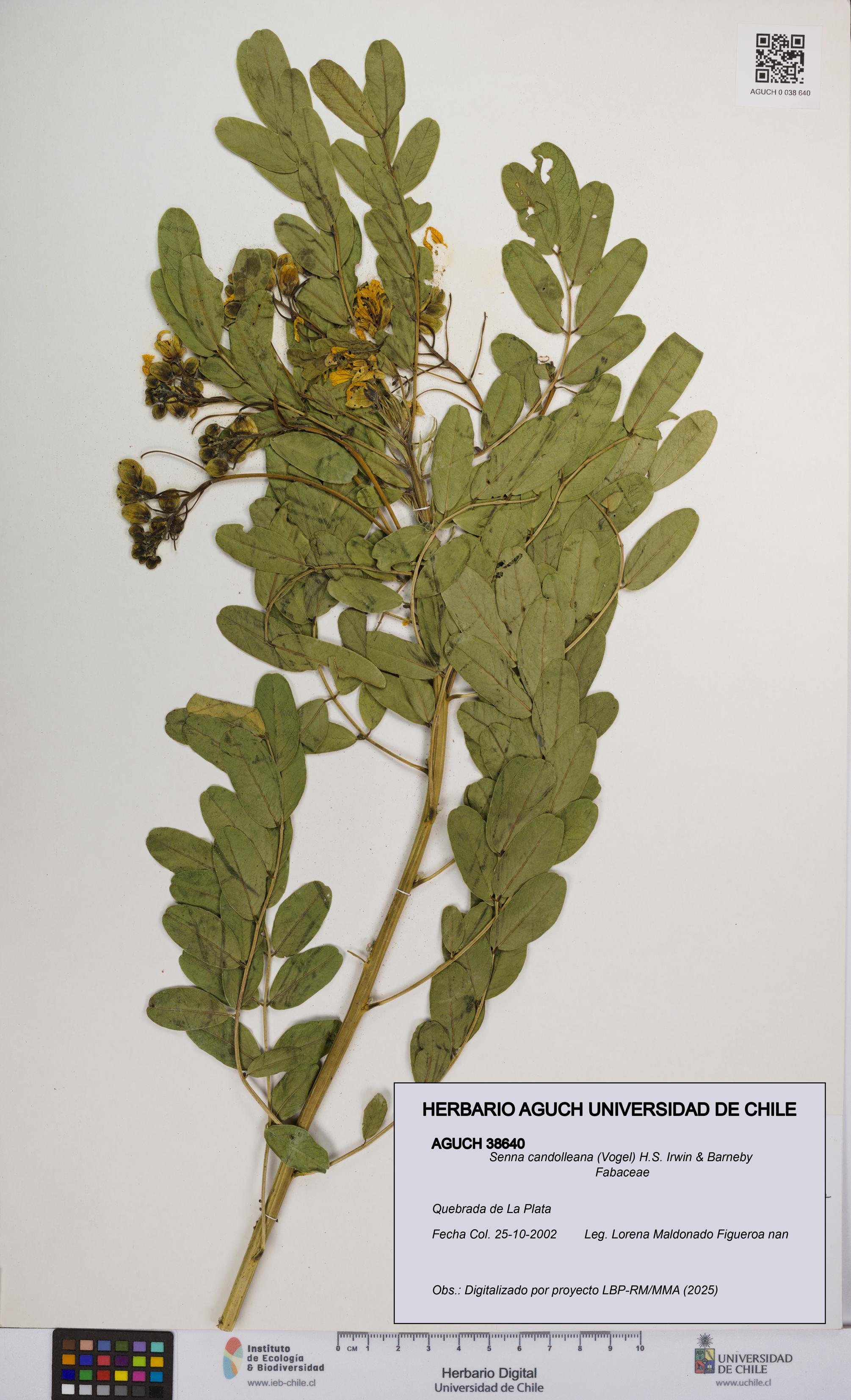 Senna candolleana [Espécimen: UCH:AGUCH:0038640]