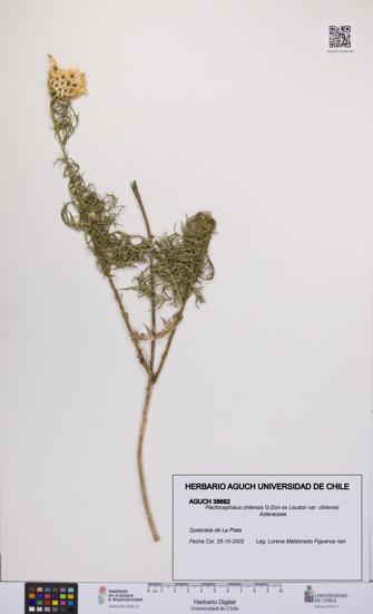 Plectocephalus chilensis var. chilensis [Espécimen: UCH:AGUCH:0038662]