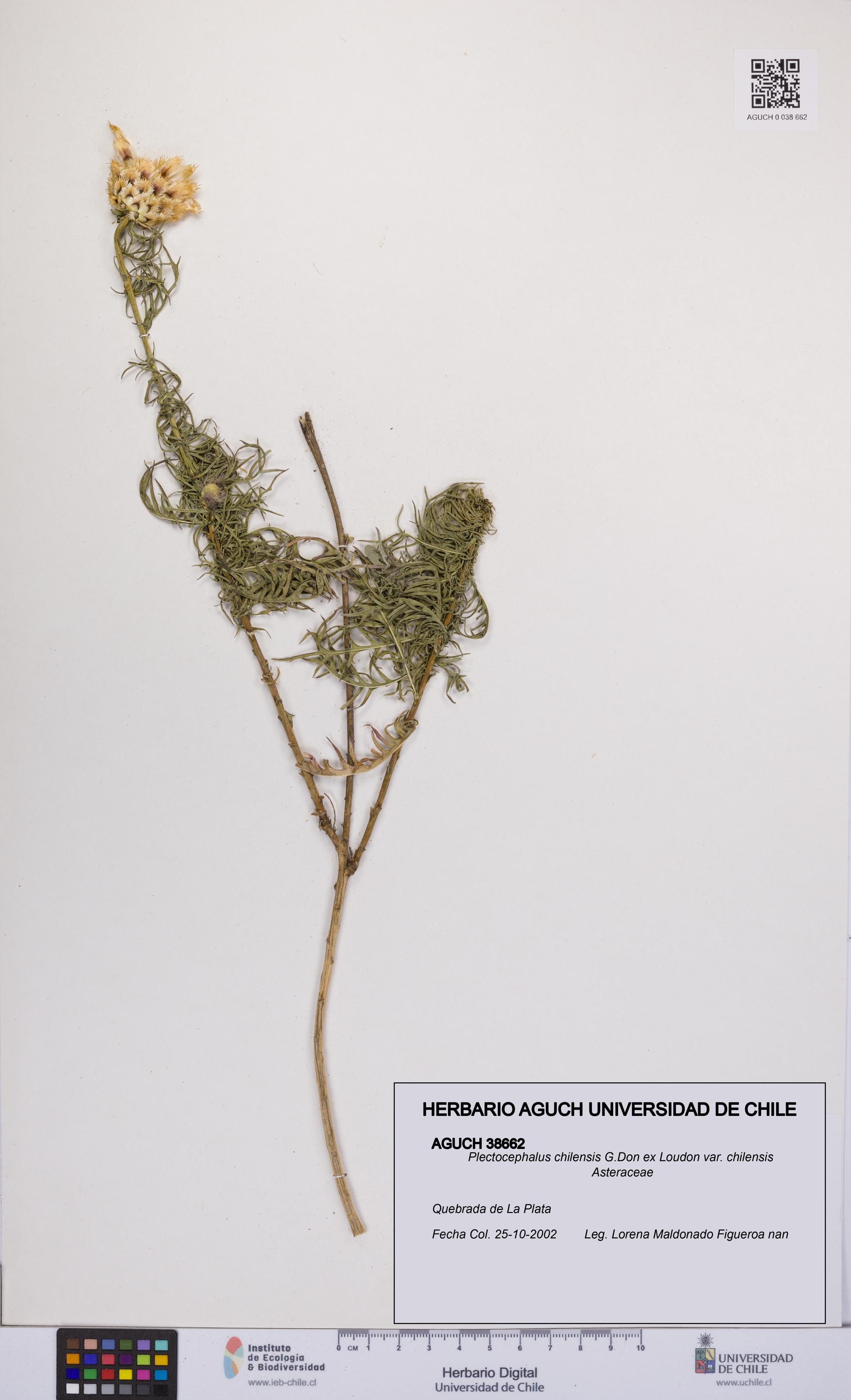 Plectocephalus chilensis var. chilensis [Espécimen: UCH:AGUCH:0038662]