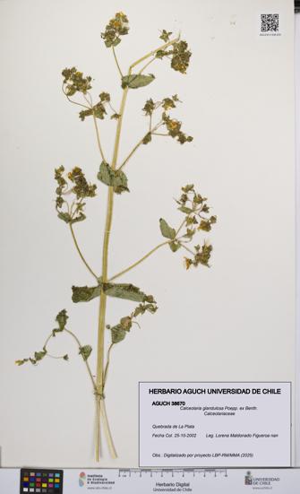 Calceolaria glandulosa [Espécimen: UCH:AGUCH:0038670]