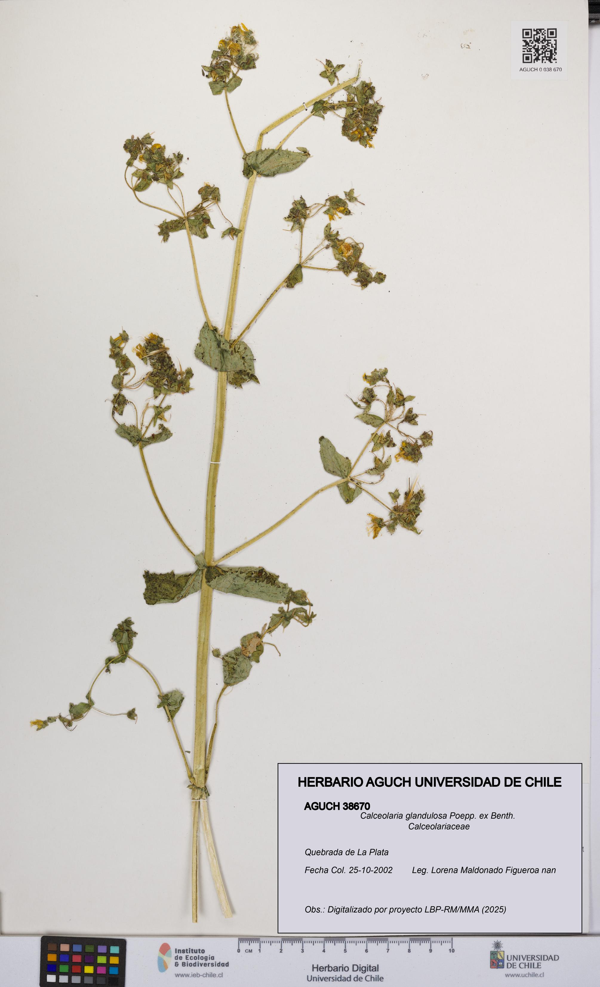 Calceolaria glandulosa [Espécimen: UCH:AGUCH:0038670]