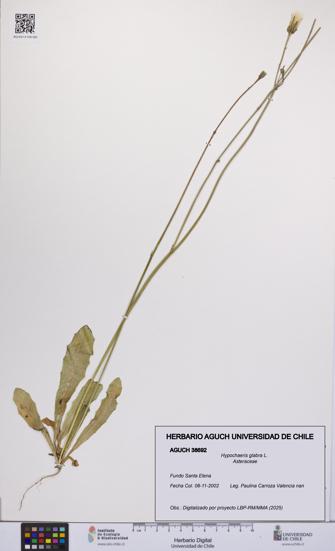 Hypochaeris glabra [Espécimen: UCH:AGUCH:0038692]