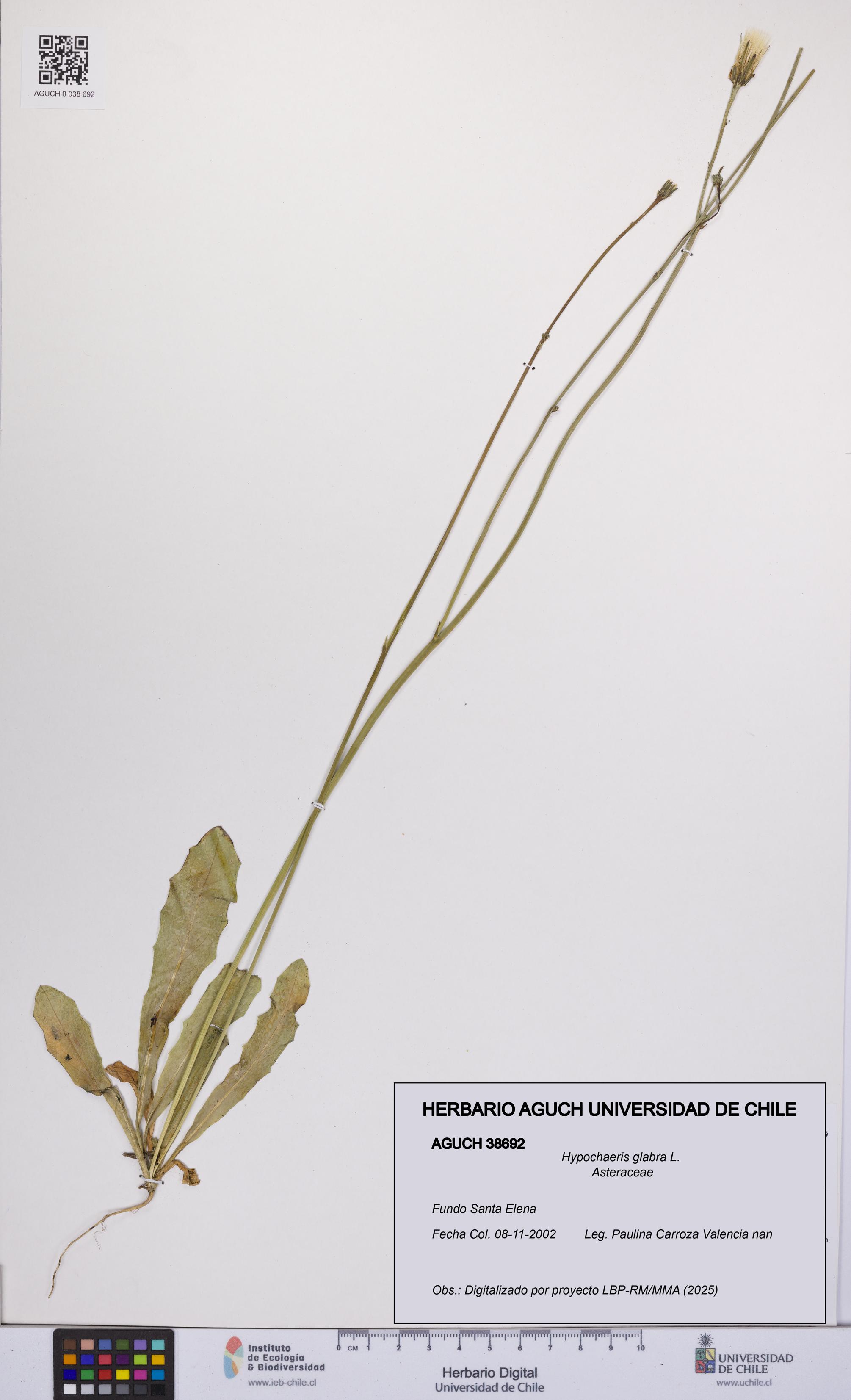 Hypochaeris glabra [Espécimen: UCH:AGUCH:0038692]