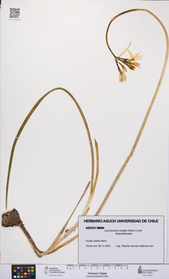 Leucocoryne ixioides [Espécimen: UCH:AGUCH:0038694]