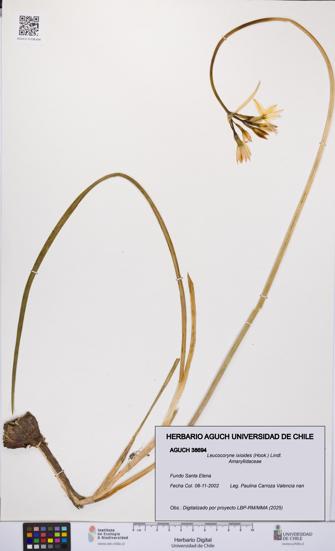 Leucocoryne ixioides [Espécimen: UCH:AGUCH:0038694]